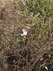 Agalinis strictifolia