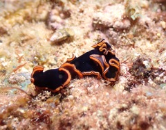 Pseudobiceros gloriosus