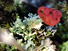 Cladonia floerkeana