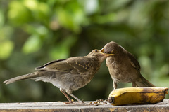 Turdus maculirostris