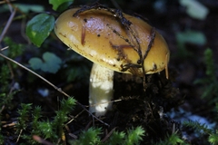 Tricholoma aurantium