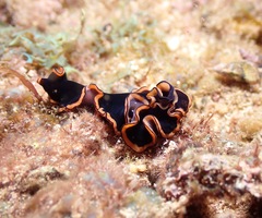 Pseudobiceros gloriosus