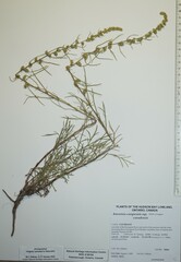 Artemisia campestris canadensis