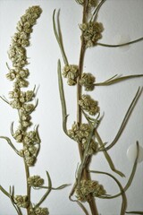Artemisia campestris canadensis