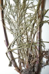 Artemisia campestris canadensis