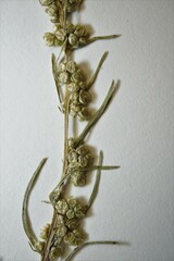Artemisia campestris canadensis