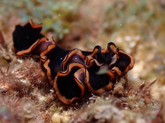 Pseudobiceros gloriosus