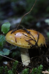 Tricholoma aurantium