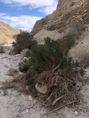Peucephyllum schottii