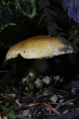 Tricholoma aurantium