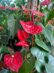 Anthurium