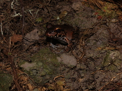 Leptodactylus knudseni