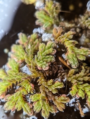 Azolla caroliniana