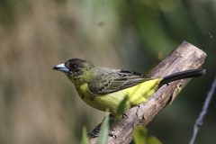 Ramphocelus flammigerus icteronotus