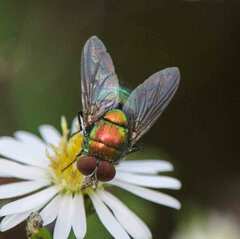 Lucilia coeruleiviridis