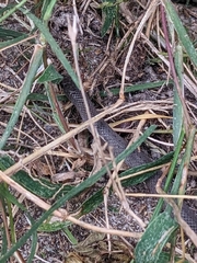 Coluber constrictor constrictor