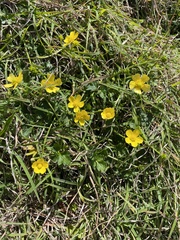 Ranunculus lappaceus