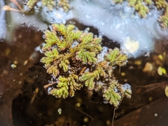 Azolla caroliniana