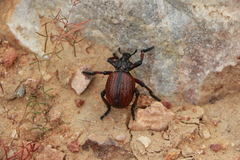 Brachycerus