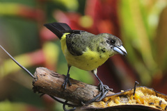 Ramphocelus flammigerus icteronotus