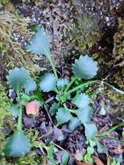Saxifraga spathularis