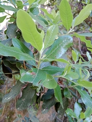 Angiospermae