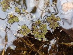 Azolla caroliniana