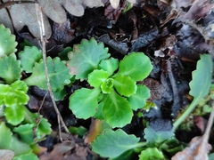 Saxifraga spathularis