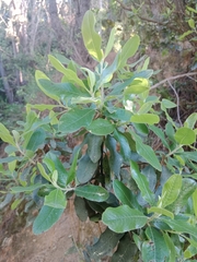 Angiospermae