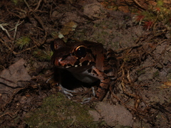 Leptodactylus knudseni