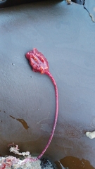 Pyura
