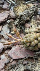 Anacampseros subnuda