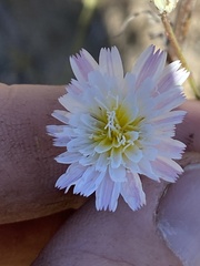 Malacothrix saxatilis