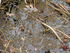 Azolla caroliniana