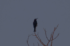 Chalcomitra amethystina