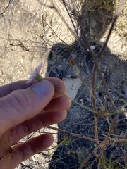 Malacothrix saxatilis