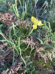 Moraea inconspicua