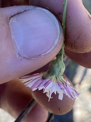 Malacothrix saxatilis