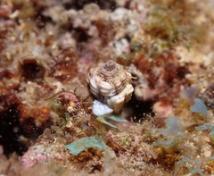 Condylomitra tuberosa