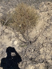 Malacothrix saxatilis