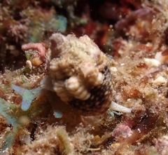 Condylomitra tuberosa