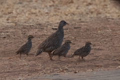 Pternistis natalensis