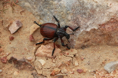 Brachycerus