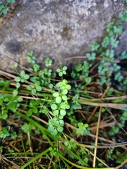 Galium saxatile