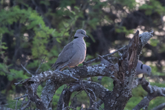 Streptopelia capicola