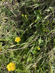 Ranunculus lappaceus