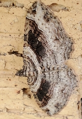 Costaconvexa centrostrigaria