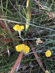 Helichrysum