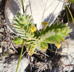 Struthiola tomentosa