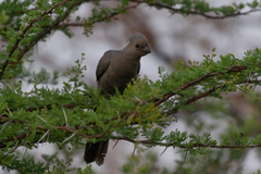 Corythaixoides concolor